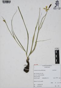 Calochortus barbatus image